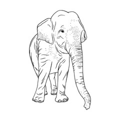 Elephant isolated on white background. Realistic outline elephant. Sketch vector illustration