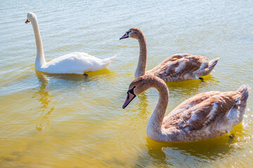 A white mute swan with orange and black beak and young brown coloured offspring with pink beak...