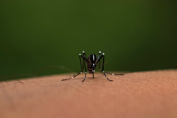 macro shot of a fly