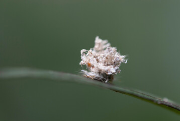 close up of a spider on leaf