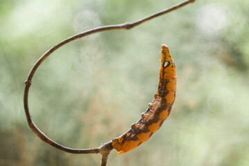 Caterpillars on Unique Branch