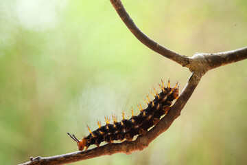 Caterpillars on Unique Branch