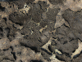 Dry Moss Texture
