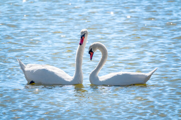Mating games of a pair of white swans. Swans swimming on the water in nature. Valentine's Day background