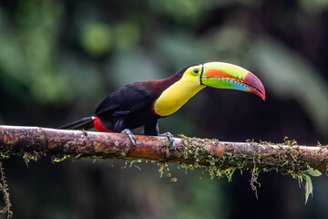 Keel-billed Toucan - Ramphastos sulfuratus, large colorful toucan from Costa Rica forest with very colored beak.