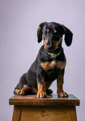 Little beautiful dachshund puppy posing sitting on a chair. pink background.