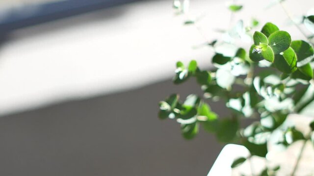 風に揺れる観葉植物、ユーカリ（ユーカリグニー）の葉。