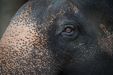 close up of a elephant
