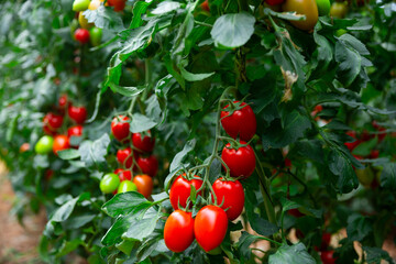 Red organic plum tomatoes ripening on bushes in greenhouse. Growing of industrial vegetable cultivars