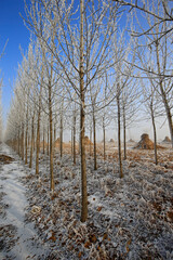 In winter the snow landscape