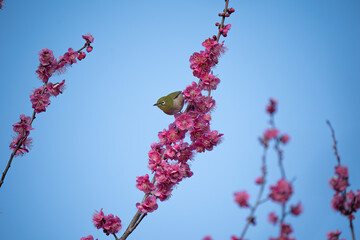 紅梅とメジロ