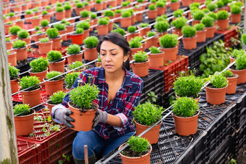 Latin American woman farmer working in a greenhouse inspects a flowering plant in a pot...