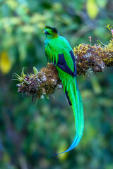 Resplendent Quetzal, Pharomachrus mocinno, from Savegre in Costa Rica with blurred green forest in background. Magnificent sacred green and red bird