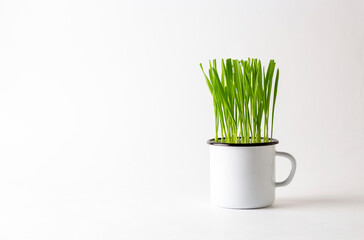 Green plant, grass in a cup. Minimalistic concept. Sprouts.