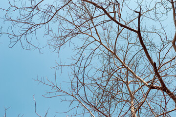 Dry branches over clear blue sky, summer and dry season, nature concept background