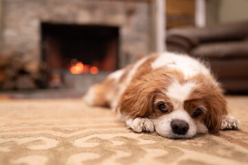 Spaniel by the fireplace