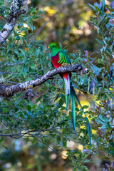 Resplendent Quetzal, Pharomachrus mocinno, from Savegre in Costa Rica with blurred green forest in background. Magnificent sacred green and red bird