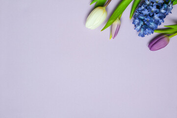 white and purple tulips with a blue hyacinth flower