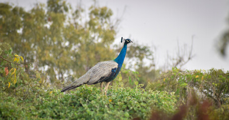 peacock in the tree