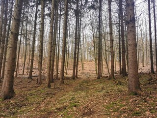 Obraz premium Trees in the woods in north Germany close to the city of Rostock