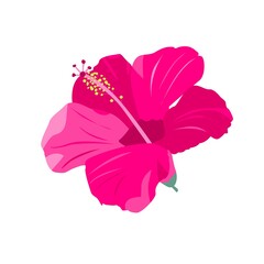 
exotic flower. tropical flower on a white background. stock vector illustration with pink flower. element for postcards and design.
