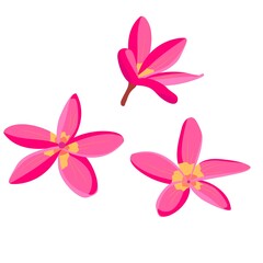 Fototapeta na wymiar set of exotic flowers. tropical flower on a white background. stock vector illustration with pink flower. element for postcards and design.
