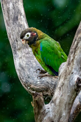 Brown-hooded Parrot, Pionopsitta haematotis, portrait of light green parrot with brown head. Detail close-up portrait of bird from Central America. Wildlife scene from tropical nature