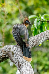 Hoatzin (Opisthocomus hoazin) with crest raised in the Amazon rainforest at Lake Sandoval, Peru, South America.