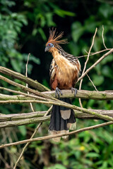 Hoatzin (Opisthocomus hoazin) with crest raised in the Amazon rainforest at Lake Sandoval, Peru, South America.