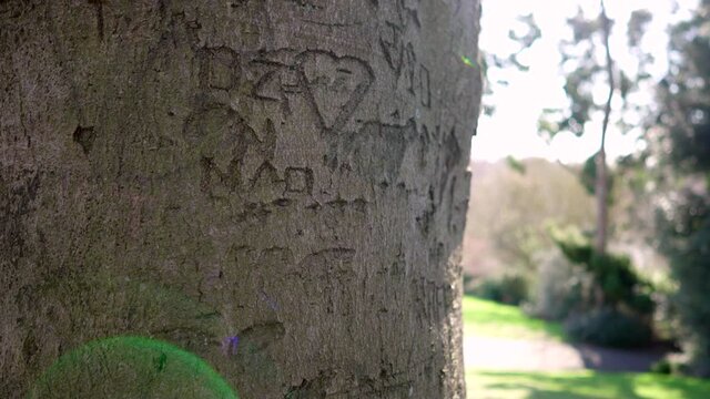 Love messages and hearts carved in an old tree, symbol of love, romance and affection, in a park on a sunny day with sun beams and flares