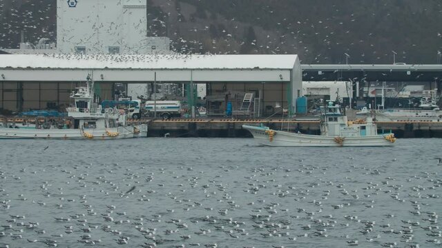 thousands of seagulls swarming a fishing port in Tohoku Japan