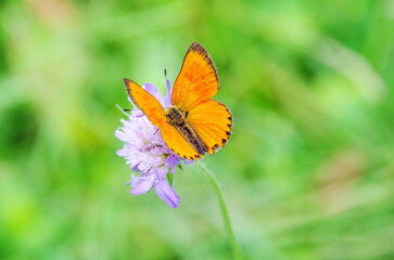 A male butterfly of Lycaena virgaureae (Scarce Copper) on the flower 