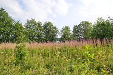 Obraz premium The nature of Seliger. Summer landscape with trees and flowering Chamaenerion angustifolium on the shore of Lake Glubokoe