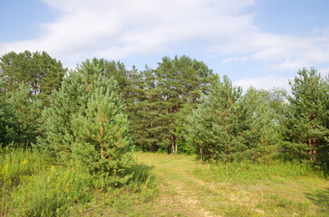 Fototapeta na wymiar The nature of Seliger. Summer landscape with pine trees on a sunny day