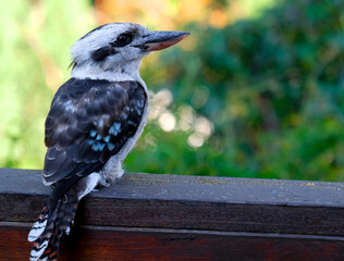 Kookaburras are terrestrial tree kingfishers of  the genus Dacelo native to Australia and New...