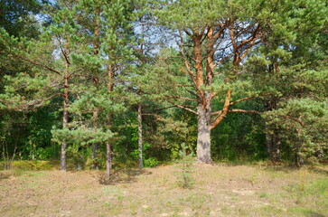 The nature of Seliger. Summer landscape with pine trees
