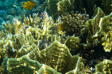 Naklejka na ściany i meble Bright yellow corals at the bottom of the sea