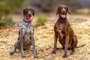 Two  German Shorthaired Pointer dogs  outside in Nature 