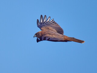 Western Marsh-harrier flying against the blue sky (Circus aeruginosus)