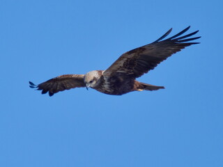 Fototapeta premium Western Marsh-harrier flying against the blue sky (Circus aeruginosus)
