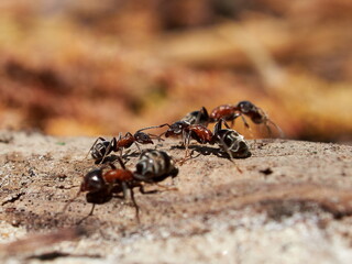 ants in natural habitat (Formica rufa)