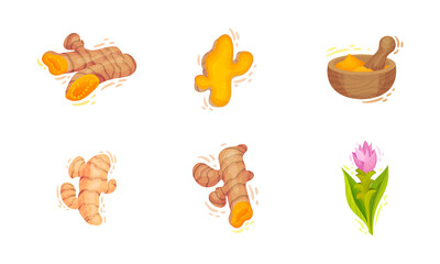 Turmeric Plant with Root and Powder Pile Vector Set