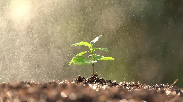 Coffee trees reborn in the farmland A soft morning sun shines on the coffee seedlings and a soft drop of water.