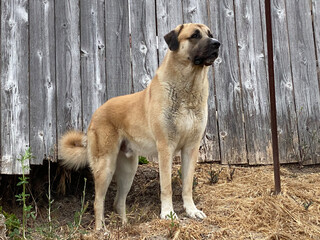 Anatolian Shepherd on alert