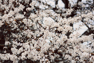 tree blossom with small white flowers at springtime