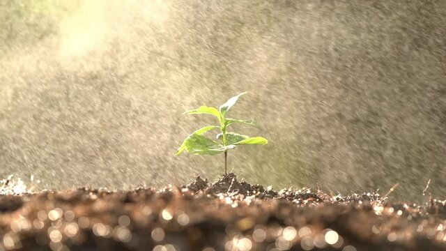 Coffee trees reborn in the farmland A soft morning sun shines on the coffee seedlings and a soft drop of water.
