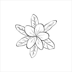 Plumeria Frangipani Flower Ink Pen Sketch