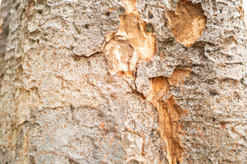 bark of a tree, background, texture