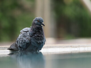 a city pigeon enjoying bathing the water in a swimming pool with reflection
