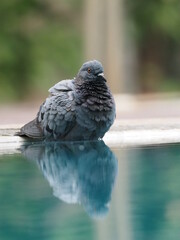 a city pigeon enjoying bathing the water in a swimming pool with reflection

